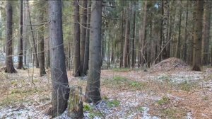 Прогулка Шуваловский парк Санкт-Петербург 18.11.2022