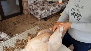 Индюки в домашних условиях без проблем!