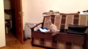котики видят призраков 2
