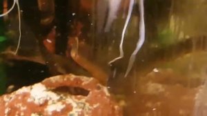 Каламаихт- Рыба Змея