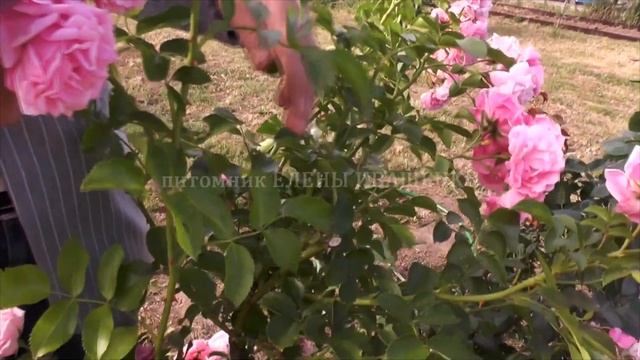 ЛЕТНЯЯ ОБРЕЗКА ПЛЕТИСТЫХ РОЗ ч.3 Питомник Роз ЕЛЕНЫ ИВАЩЕНКО смотреть онлайн