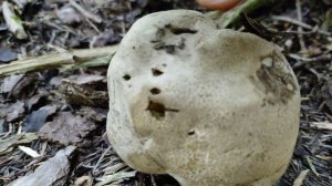 Боровик Несъедобный-Ложный Дубовик