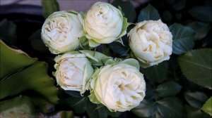 Tantau & Kordes rose:Charming piano, happy piano, wedding piano,and Pompon Veranda late spring 23🌸