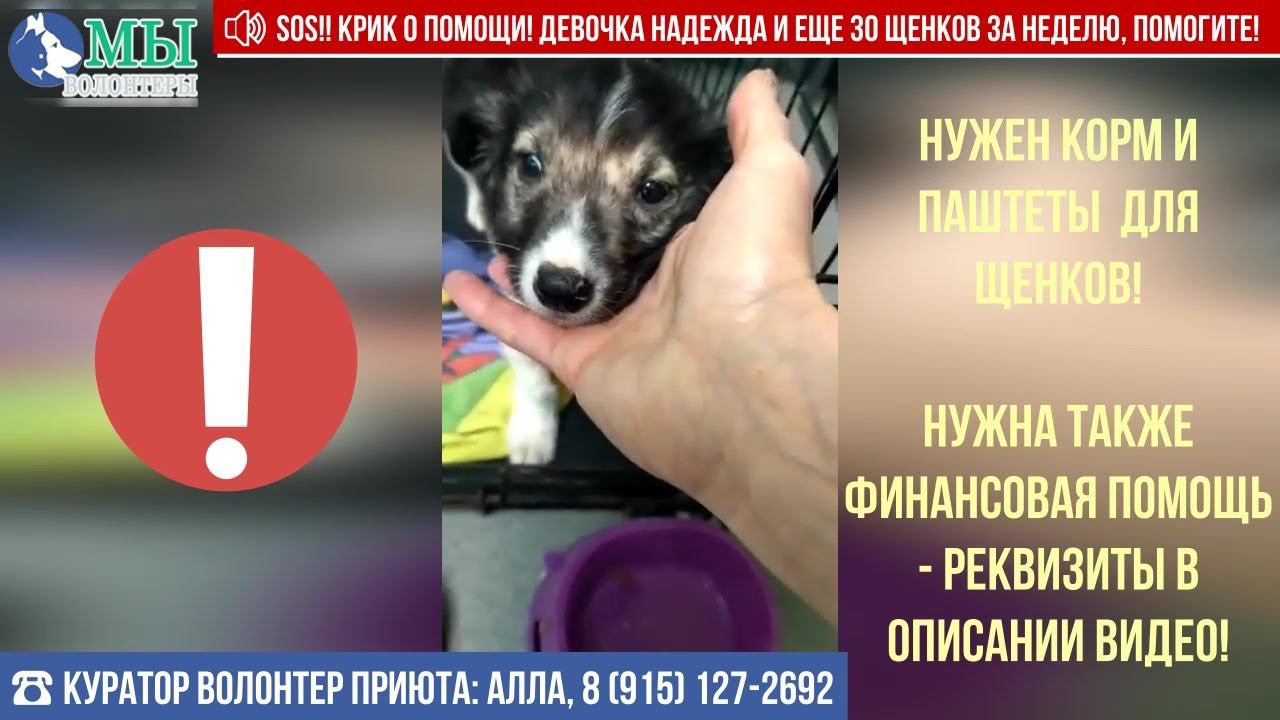 SOS!! КРИК о помощи! Девочка-щенок Надежда и еще 30 щенков-подброшек за неделю, помогите!