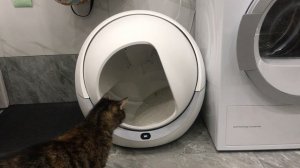 Автоматический кошачий туалет