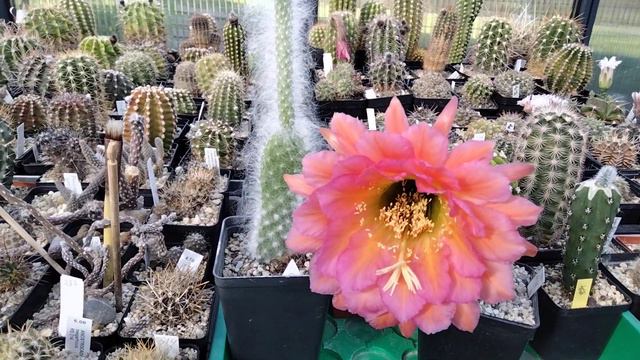 Кактусы.Эхинопсисы цветут.Cacteen. смотреть онлайн