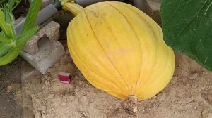 Плод  гигантской тыквы прекратил РОСТ!!! Надеюсь на лучшее, а готов к худшему. Часть 15.
