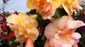 Ахименес Yellow English Rose