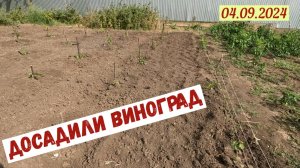 Краснодарский край. Досадили виноград(04.09.2024)