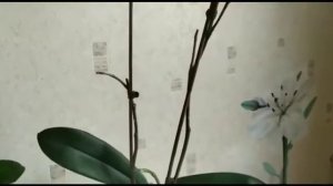 Срезать или нет отцветший цветонос у орхидеи?