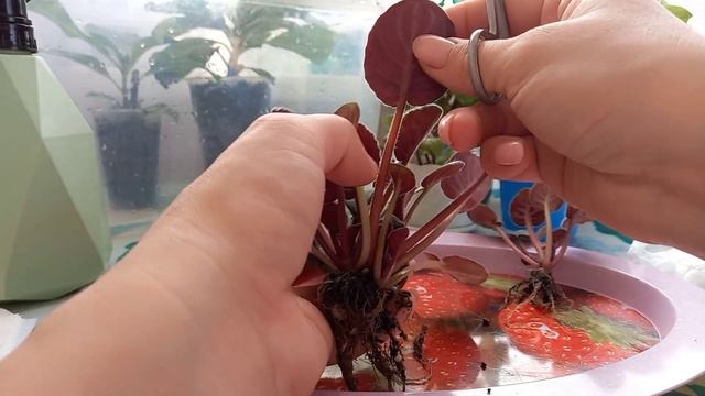 ✂️Распикировка розеток фиалки? от материнского листочка по горшкам? #размножениефиалок #рек #фиалки