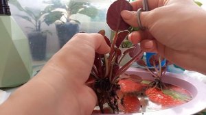 ✂️Распикировка розеток фиалки? от материнского листочка по горшкам? #размножениефиалок #рек #фиалки