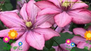 Клематис гибридный Парадисо. Краткий обзор, описание характеристик clematis Paradiso