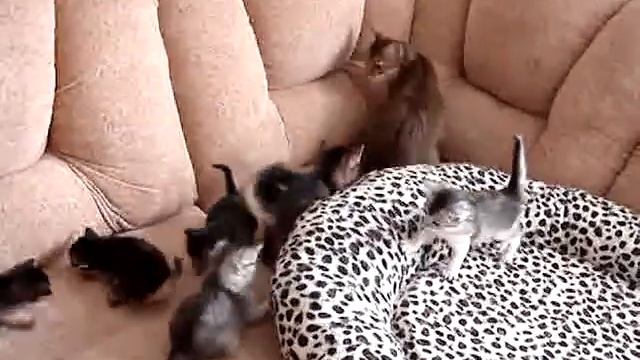 Сомалийские котята питомник 'Domenica Gatto Som' смотреть онлайн