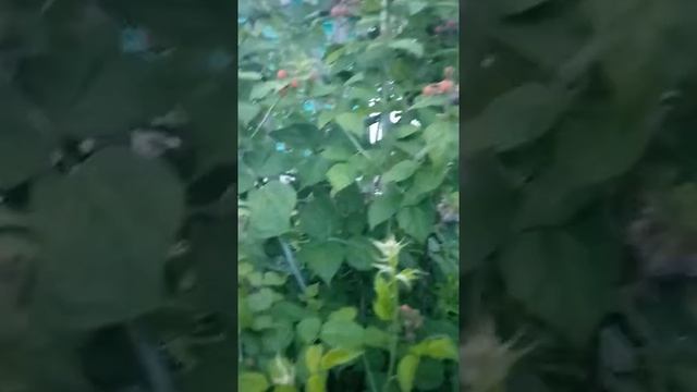 Ежемалина "Кумберленд". Всегда 100% урожай !!! смотреть онлайн