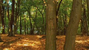 УХОДЯЩЕЕ  ЛЕТО! Люди жгут на кострах уходящее лето.И частичку души, и немного себя.  ВАМ ХВАТИЛО ЛЕ