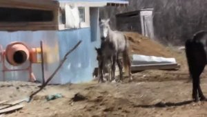 Лошадь защищает жеребенка