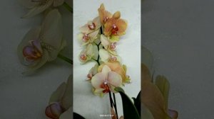 4 орхидеи в цвете легато!