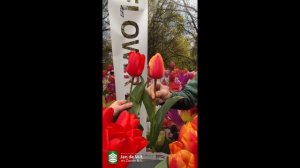 Livestream 06-05-2021 - Tulips