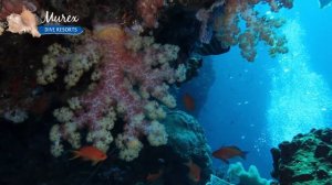 Lekuan 2 - Bunaken Island - Indonesia