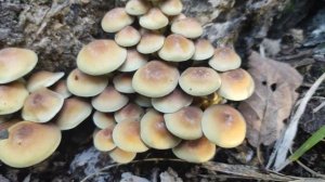 Ядовитый Опенок Серно-Желтый внешний вид и описание