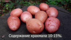 Сорт картофеля Манифест. Potato seeds Manifest.