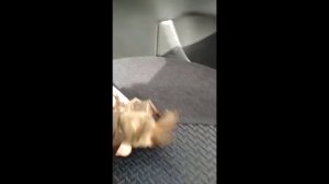 Красивый полет и походка летучей мыши | Замедленно.