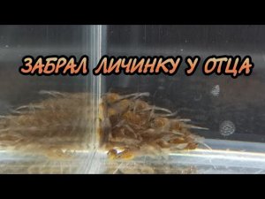 Забрал личинку у анциструса. Посадил в отдельный аквариум.
