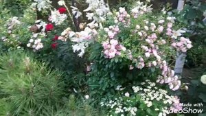 Прогуляемся по саду! Сад в июне, обзор. Ч.2