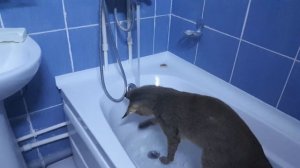 Камышовый кот дома