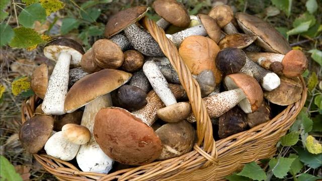 Можно ли вырастить белые грибы в домашних условиях, у себя на участке? как выращивать грибы дома?