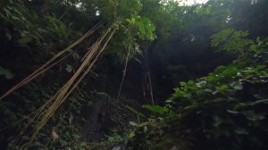 Таинственный лес. Ф. Шопен