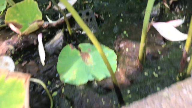 Go seeing lotus flower in Japan | ទៅមើលផ្កាឈូកក្នុងប្រទេសជប៉ុន | Soksamphors Korm