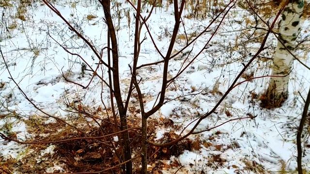 Как прививать плодовые деревья. Лучший способ прививки плодовых деревьев #28
