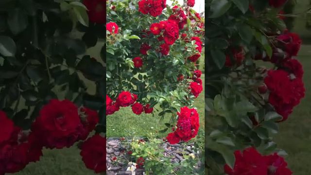 Роза Хэллоу 🌹 3 июля #garden