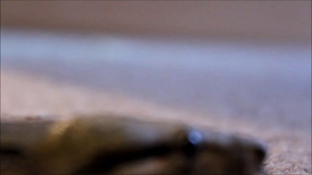 Canon EOS 1200D (US Rebel T5) with Kit Lens- Video Test 2 смотреть онлайн