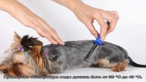 Когда можно купать щенка первый раз без прививок