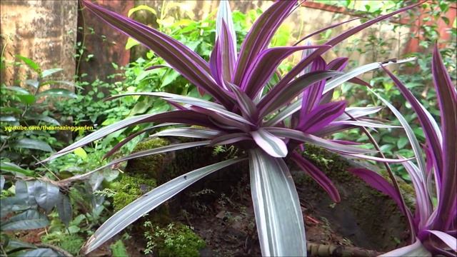 Rhoeo spathacea Tricolor - Tricolor Oyster Plant - Tradescantia spathacea 'Tricolor'