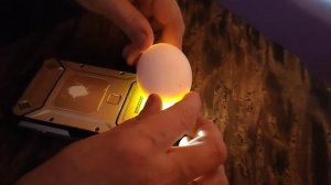 Вывод цыплят? в инкубаторе, в домашних условиях. 13 сутки