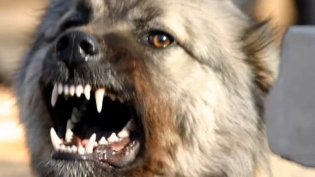 Топ 10 Самые опасные породы собак в мире