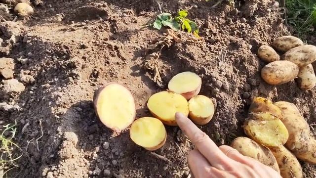 Картофель Наташа. Урожай 2023.
