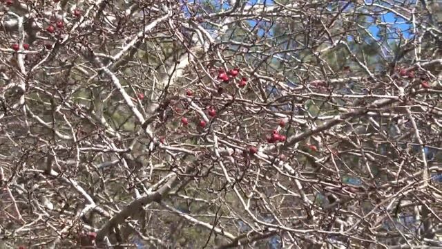 Tree id: Hawthorn - Crataegus monogyna - common hawthorn or single-seeded hawthorn, mayblossom смотреть онлайн
