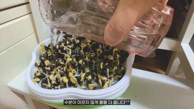 맛있는 콩나물 직접 키워 먹어요 #콩나물키우기키트