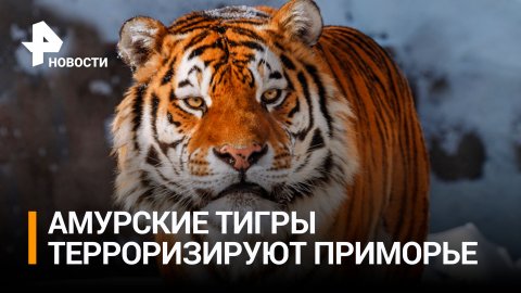Нападение тигра на домашних животных в Приморье / РЕН Новости