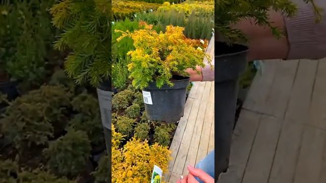 Наши новинки смотреть онлайн