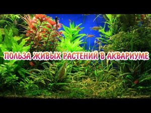 КАКУЮ ПОЛЬЗУ ПРИНОСЯТ ЖИВЫЕ РАСТЕНИЯ В АКВАРИУМЕ !?