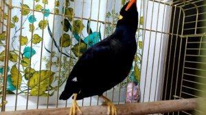 Священная майна.