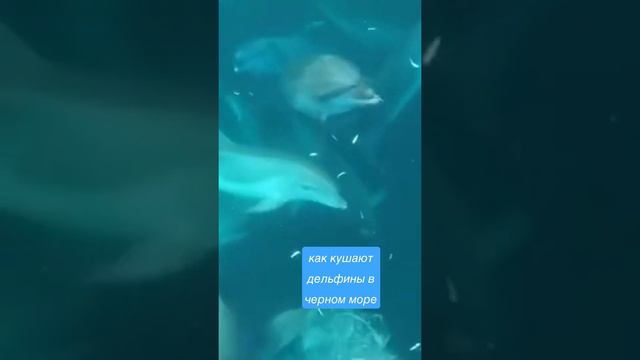 Кормежка дельфинов с банана в черном море, завораживает 😨 🔥