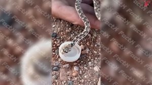 Животные Просят Помощи у Людей