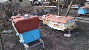 Состояние пчел после месяца с первого облета